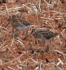 �^�V�M�i�����j