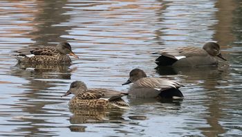 �I�J���V�K���i�����j