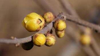 ���E�o�C�i���ؓ��j