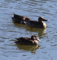 �n�V�r���K���i�V���r�j