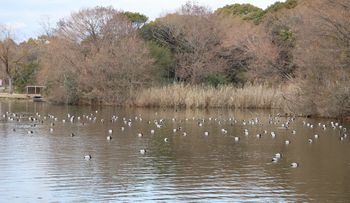 �z�V�n�W���̌Q��i�����j