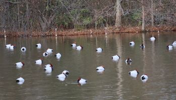 �z�V�n�W���̌Q��i�����j