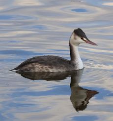 �J�������J�C�c�u���i�����j