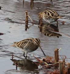 �^�V�M�i�����j