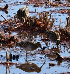 �r�ō̉a����^�V�M�i�����j