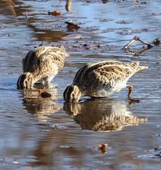 �r�ō̉a����^�V�M�i�����j