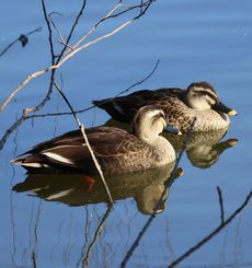 �J���K���i�{���j