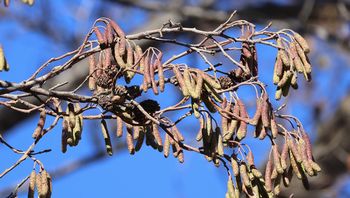 �n���m�L�Y���Q�i���ؓ��j