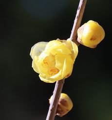 ���E�o�C�i���ؓ��j