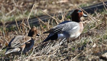 �q�h���K���i�x�m��j