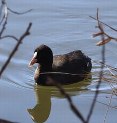 �I�I�o���i�{���j