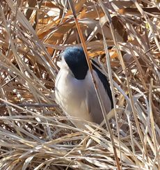 �S�C�T�M�i�{���j