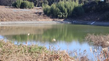 �V���r�i�ÊԖ؁j