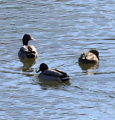 �}�K���i�V���r�j