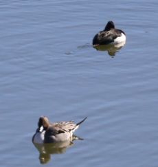 �I�i�K�K���ƃL���N���n�W���i�V���r�j