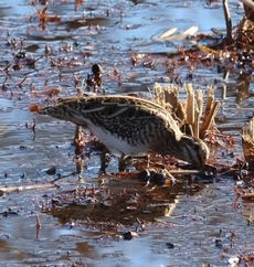 �^�V�M�i�����j