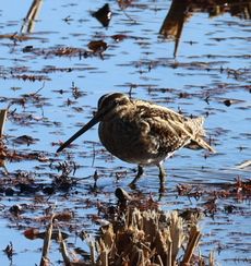 �^�V�M�i�����j