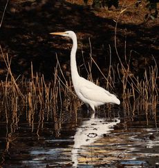 �_�C�T�M�i�����j