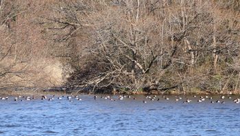 �ݕӂŋx�ރz�V�n�W���i�����j