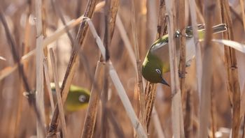 �����̃��W���i���ؓ��j