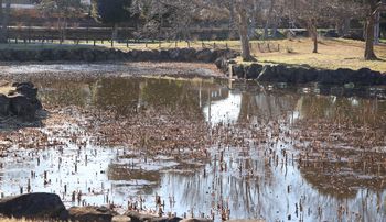 �X�C�����r�i�����j