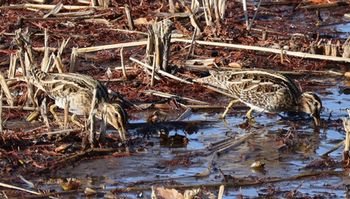 �^�V�M�i�����j