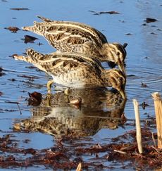 �^�V�M�i�����j