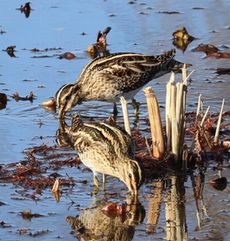 �^�V�M�i�����j