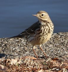 �^�q�o���i�����j