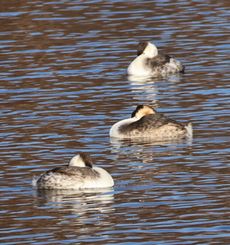 �J�������J�C�c�u���i�����j