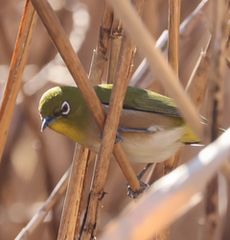 �����̃��W���i���ؓ��j