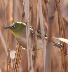 �����̃��W���i���ؓ��j