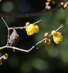 ���E�o�C�i���ؓ��j