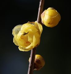 ���E�o�C�i���ؓ��j