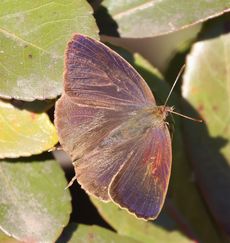 �����T�L�c�o�����i���ؓ��j