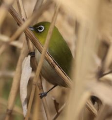 ���W���i���ؓ��j