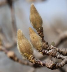 ���N�����Q�i���ؓ��j