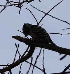 �R�Q���i���ؓ��j