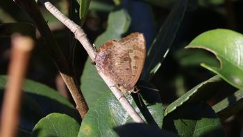 �����T�L�c�o���i���ؓ��j