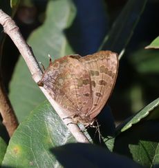 �����T�L�c�o���i���ؓ��j