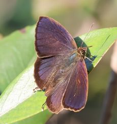 �����T�L�c�o���i���ؓ��j