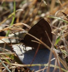 �����T�L�V�W�~�i���ؓ��j