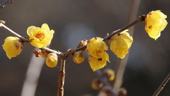 ���E�o�C�i���ؓ��j