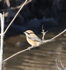 ���Y���i�x�m��j