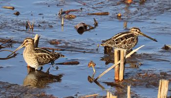 �X�C�����r�̃^�V�M�i�����j