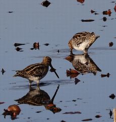 �X�C�����r�̃^�V�M�i�����j