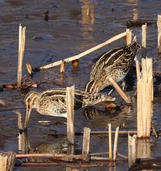 �X�C�����r�̃^�V�M�i�����j