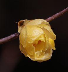 ���E�o�C�i���ؓ��j