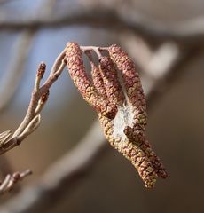 �n���m�L�Q�i���ؓ��j