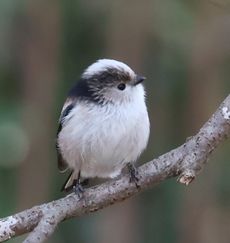 �G�i�K�i���ؓ��j